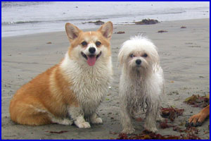Morgen and Pinot enjoy regular trips to the beach