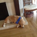 This is Portia McCahill, CGC after she passed the CGC test. She slept the rest of the day!!