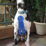 Huxley Studer, An AKC Canine Good Citizen
