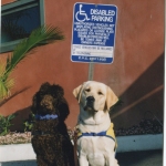 Service Dogs in training
