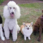 Lee's Competion class. From left to right: Oreo, Bailey, Morgen and Mandy.