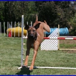 Kobe competes in agility with Lee's positive training methods as his background