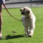 Walking nicely on a leash