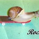 Kento's pet snail, Rocky, skateboarding